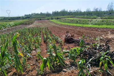 2017年义乌市现代农业发展奖补政策与生态农业开发扶持解析