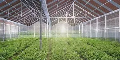 新型分布式“光伏+”模式 生态农业开发，让光伏电站更具生命力