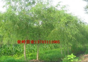 依岭而生，以农兴绿 探析河北依岭生态农业开发公司的绿色发展之路