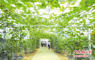 坚持绿色发展，打造生态农业新篇章