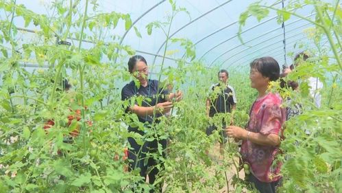 邵阳市大祥区 绘就农业发展新画卷，生态农业绽放璀璨光芒
