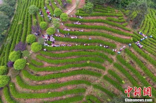 航拍南昌千亩茶园梯田 犹如大地指纹 生态农业开发